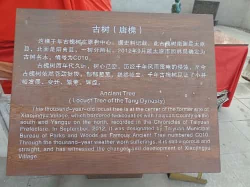 黄陵古槐