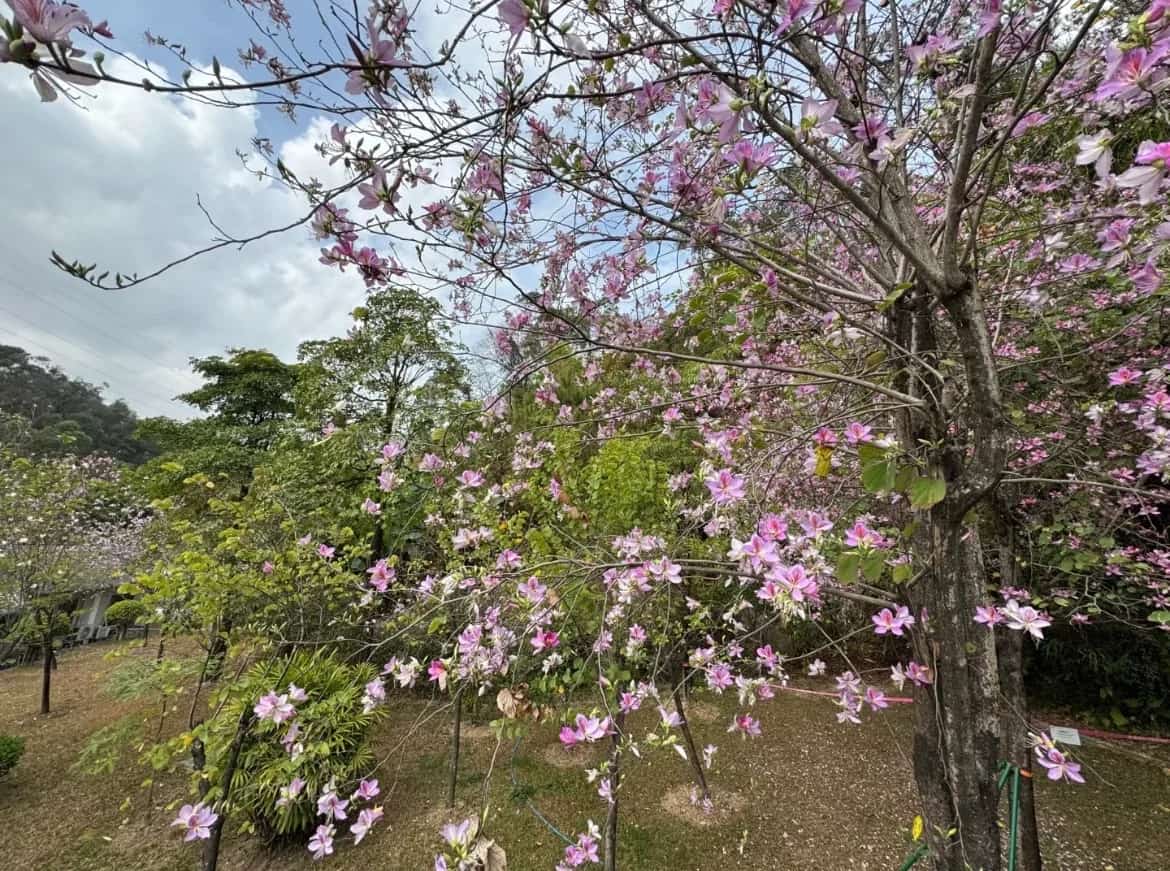 飞鹅岭钟轼墓