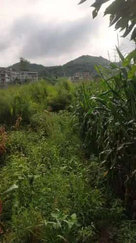 务川大坪汉墓
