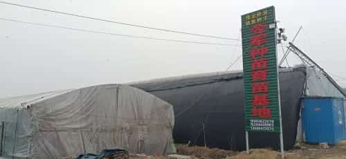 东肖汉画像石墓